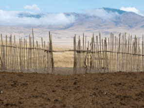 Living Fence